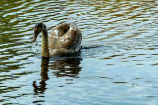 Crombie Country Park